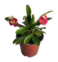 Crown of Thorns Assortment